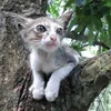 chipchuche_120i
