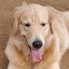 goldenretrievers18