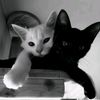 y_renway11