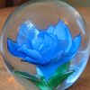 loveleolotus
