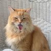 mufasa_orange_cat