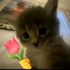 aung707512
