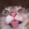 abradolf..lincler