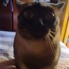 bagel118