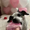 moomoo_themutt