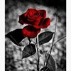 mawarmerah7796