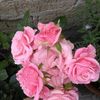 rosalia.lpz55
