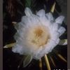 nlina076