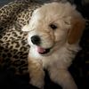 bentleyduhcavapoo