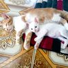 oyen.51