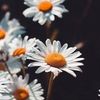 nawal.saleh26