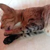 acc2chunhieulucdeobietai