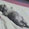 mewsui3