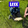 wf7_lewis