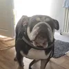 gizmobulldog7