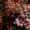 shahd1234_