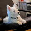 westie_luna_8