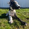 stella_thedane