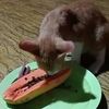 oyenvegetarian