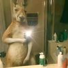 el.gatito.del.py