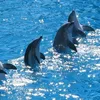 flipper4594