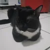 jaoigr