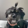 biadodailly