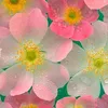 angelica_312006
