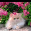 basitkhan1234user