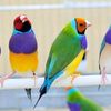 🎀 Ayan Birds Sargodha🎀