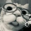 ziah_trd