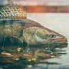 fietefishing11