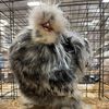 steelecreeksilkies