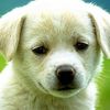 anjana.shyam4