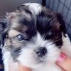 la_puppies