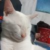 snowlykucingputih