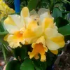 linh.vinh.long.67