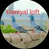 daniyalbullo5