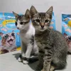 meow_0.003