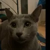 wasabibski