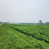 nhungconso