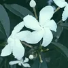 kyana.2514