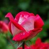 md.monirul.islam8777