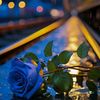 salih.salih183