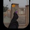 aqsa24887