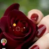 diya_slemani2000