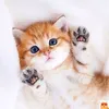 mishail_andreevich