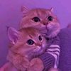 .ah.chaw5