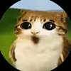 owl_bird_meowl