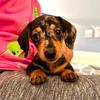 Heidi The Mini Sausage Dog